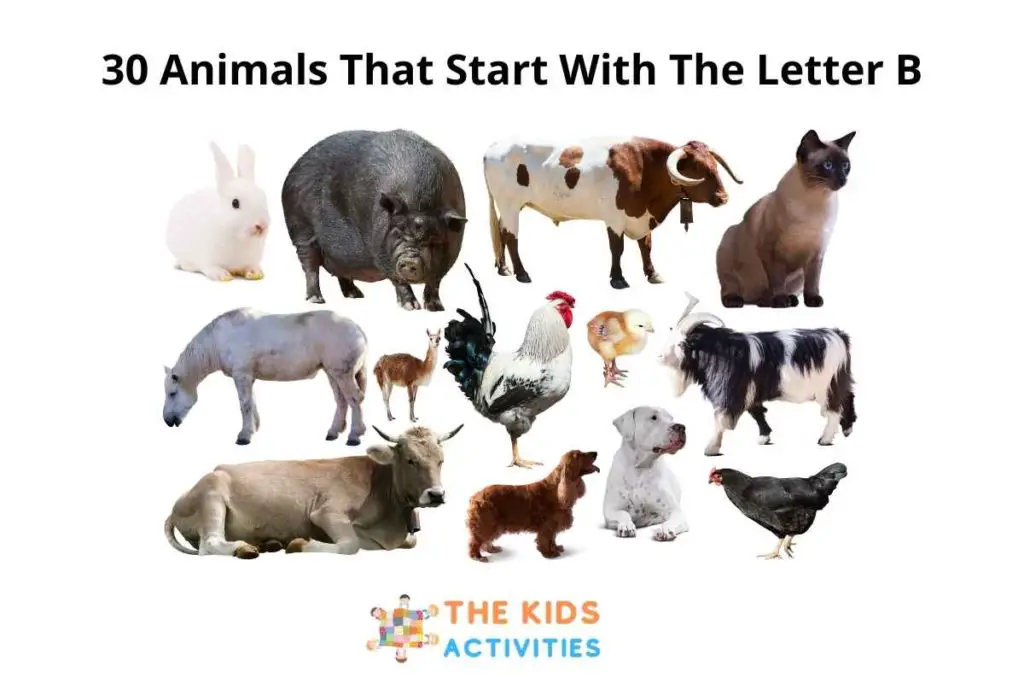 30 Animals That Start With The Letter B
