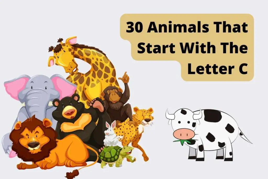 30 Animals That Start With The Letter C