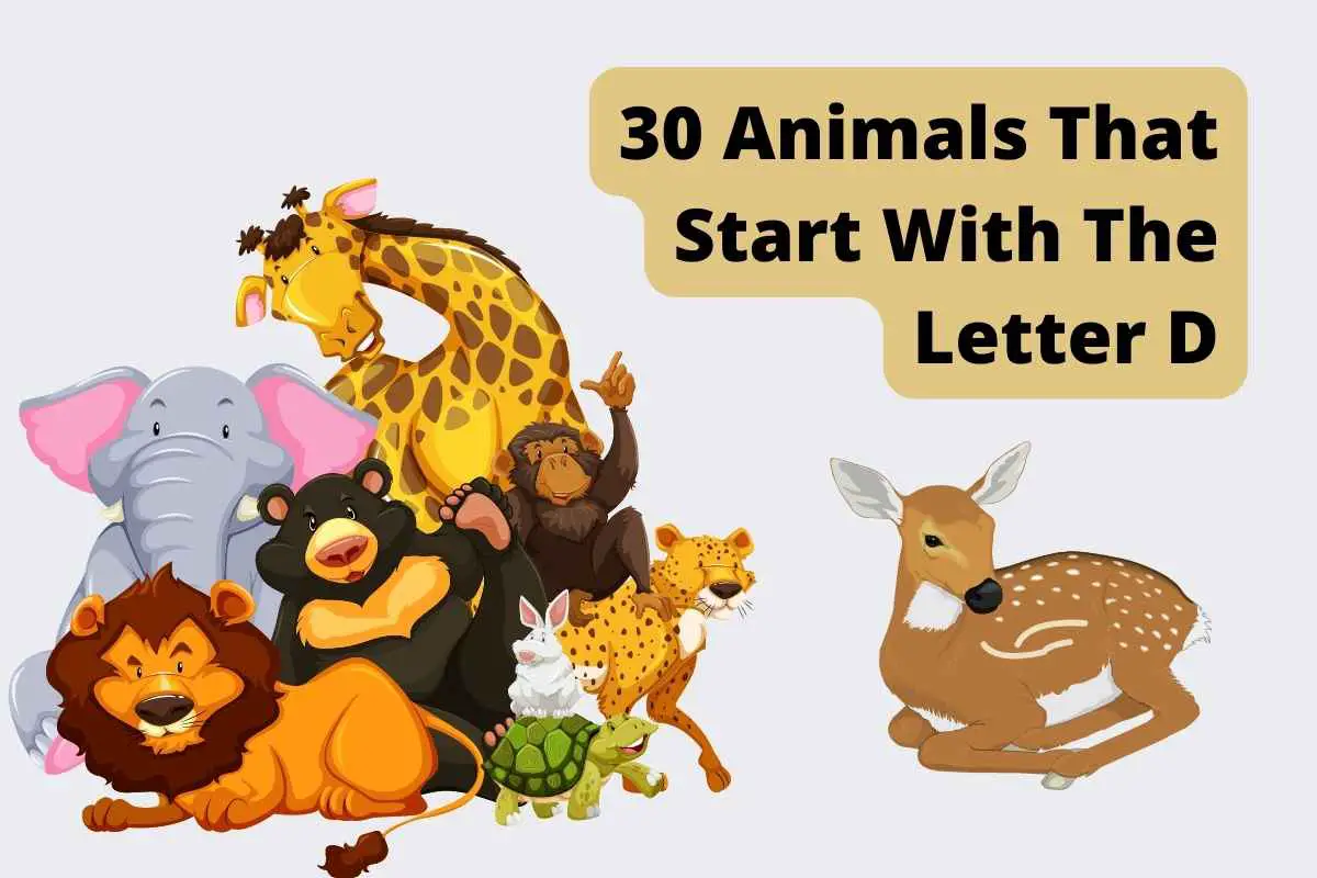 30 Animals That Start With The Letter D