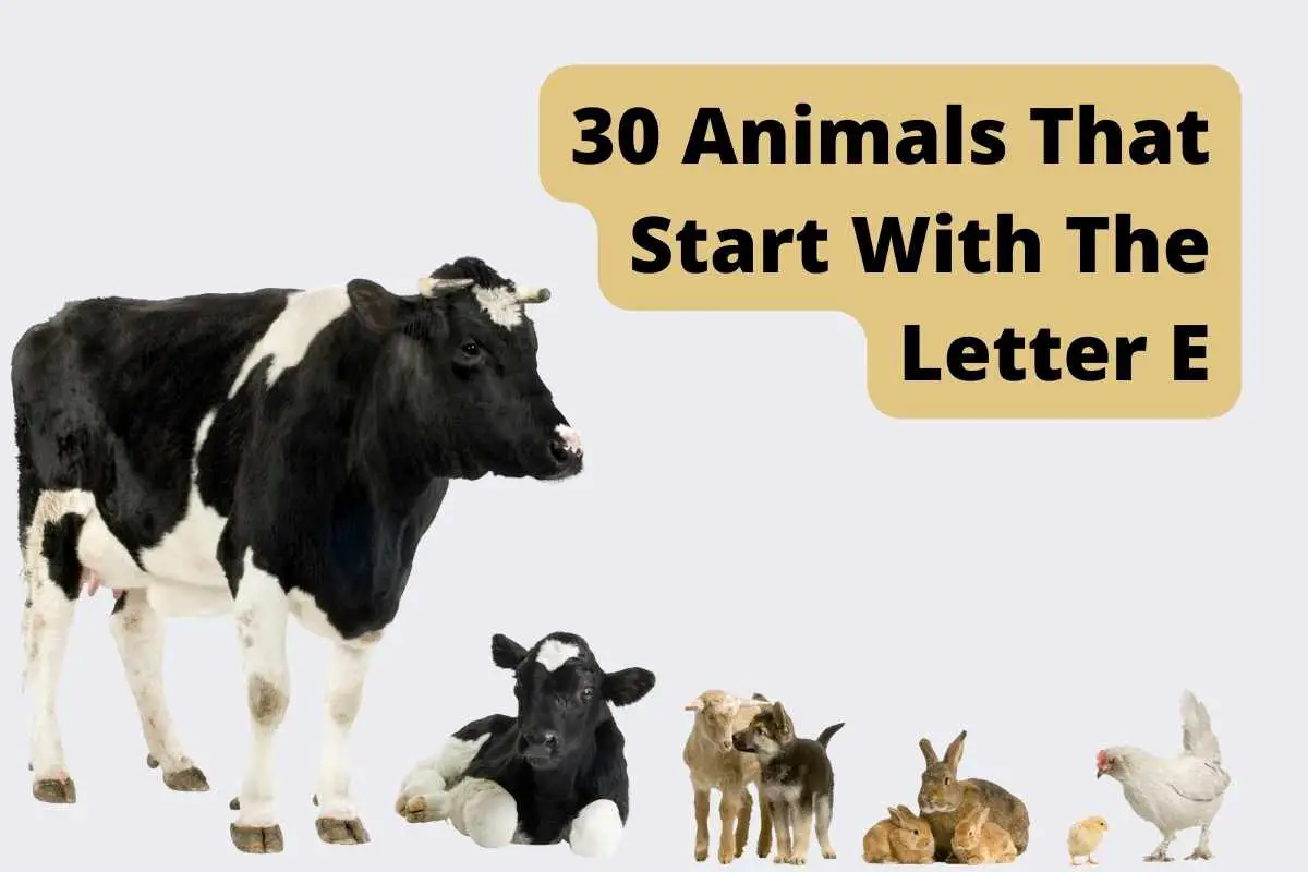 30 Animals That Start With The Letter E