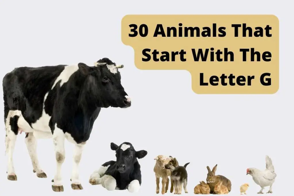 30 Animals That Start With The Letter G
