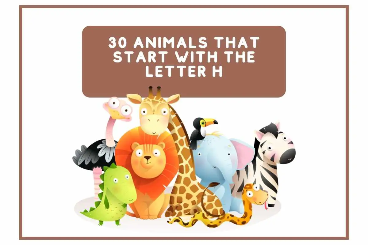 30 Animals That Start With The Letter H