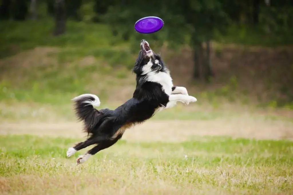 Which Frisbee Is The Best