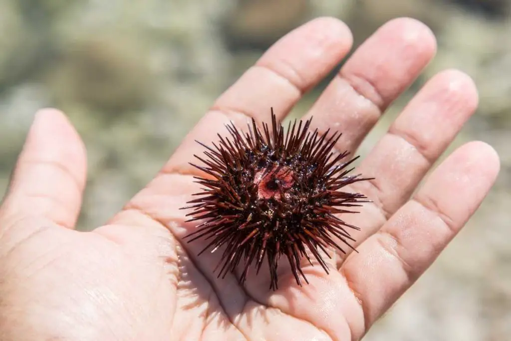11 Sea Urchin Craft For Kids
