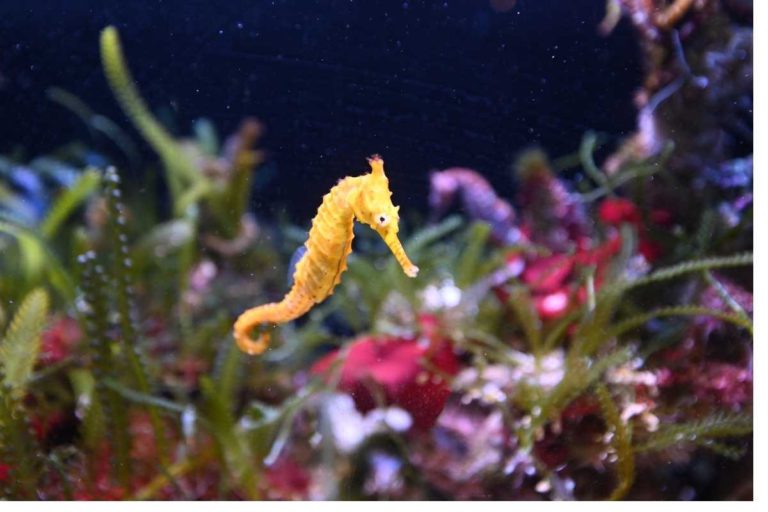 11 Seahorse Craft For Kids