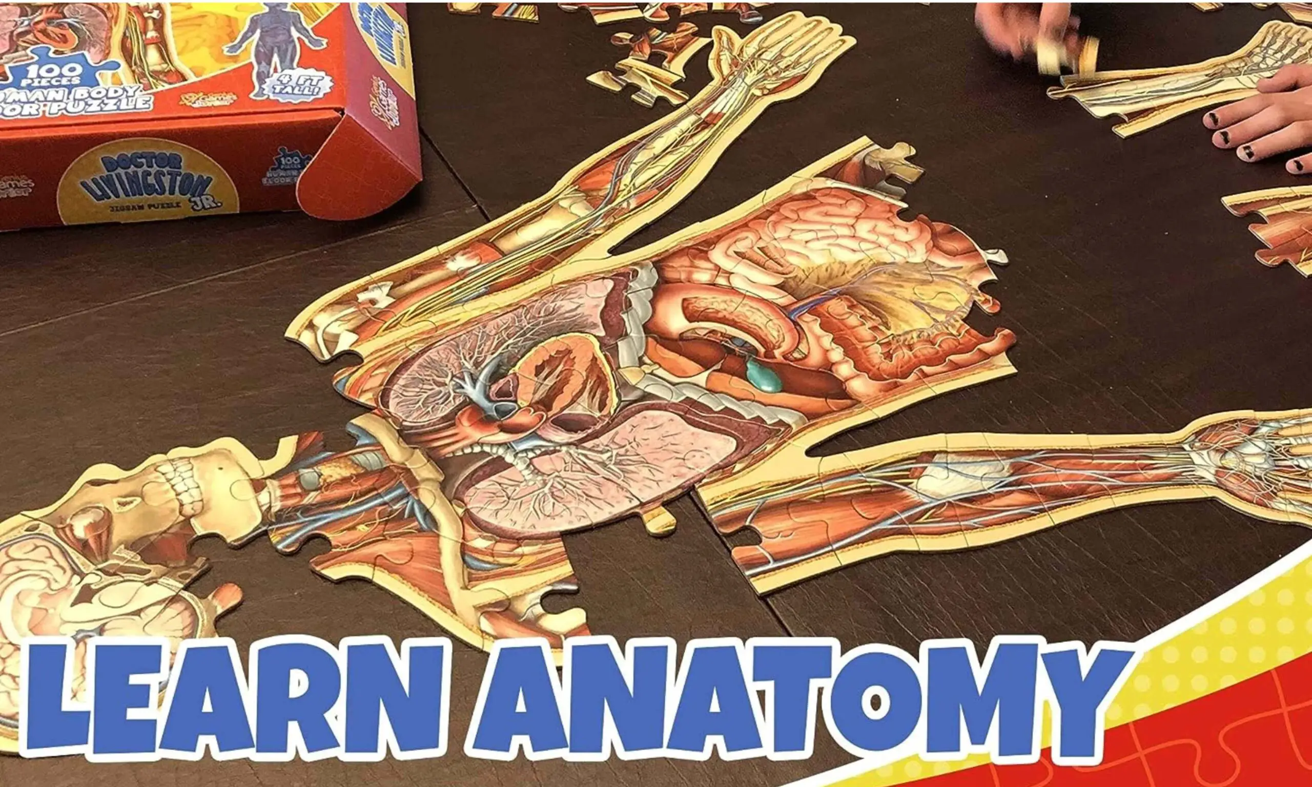 Dr Livingston's Anatomy Jigsaw Puzzles.