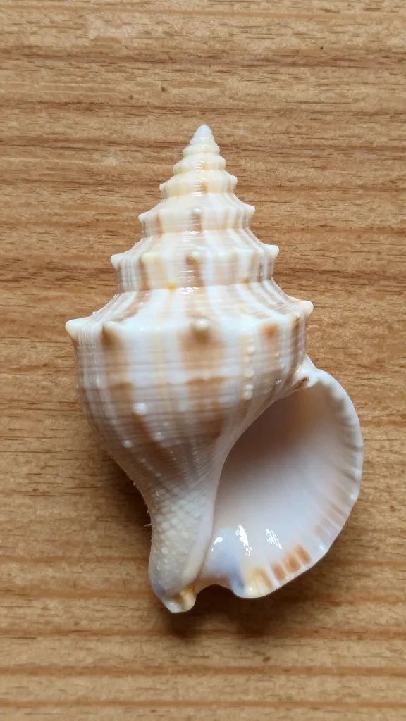 Closeup of a single seashell on textured wooden plaque backing