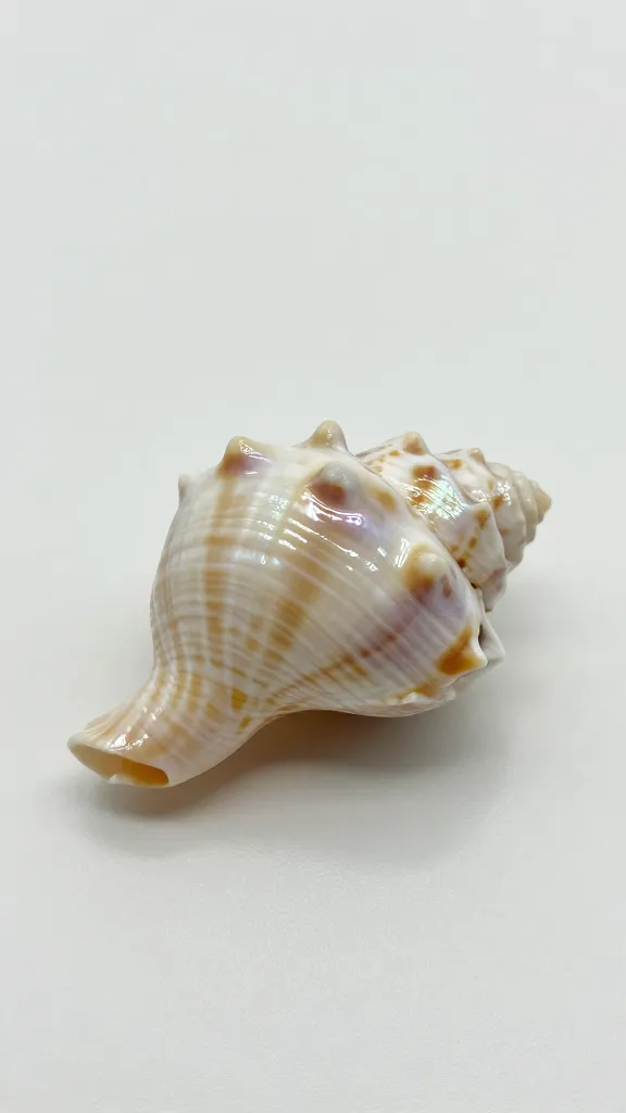 Focused shot of one iridescent seashell against a plain canvas backdrop